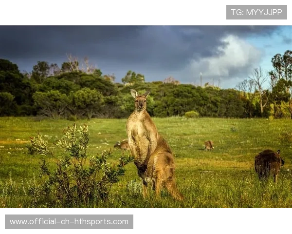 澳大利亚板球：袋鼠队再夺国际赛冠军，金牌不断，澳大利亚袋鼠比赛